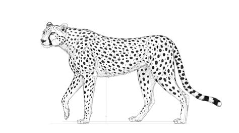 How to draw a cheetah quick & easy (drawing & cartoon for kids. How to Draw a Cheetah