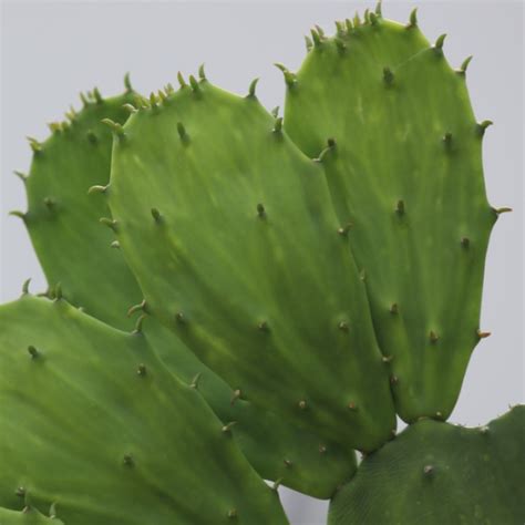 If you have children or pets and are looking for a prickly pear for your indoor or outdoor garden, it's recommended to choose a spineless variation like santa rita, beavertail, or blind pear. Spineless Prickly Pear | Garden Style San Antonio