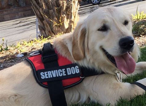 This is a beautiful litter of english cream golden these are the same top quality females/males we have in northern california. Seascape Golden Retrievers - Trained Golden Retriever ...