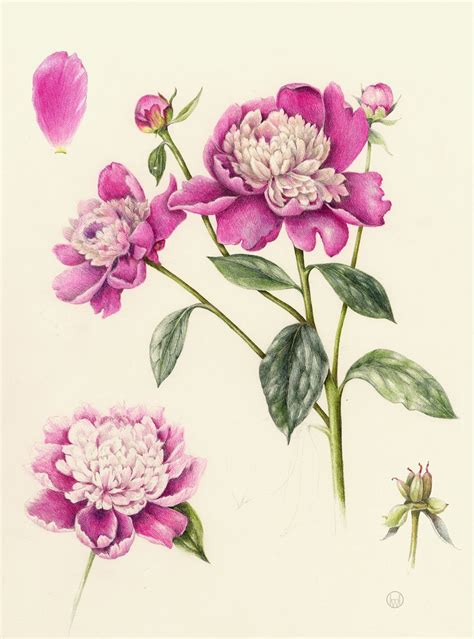 Peony From The Collection Of Botanical Illustrations Of Flowers By