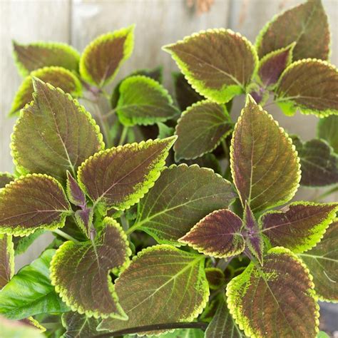 Favorite Shade Loving Plants For The Front Porch Porch