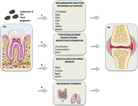 Scheme Summarizing Molecular Pathways Of Rheumatoid Arthritis Ra
