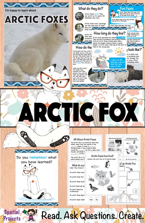 Arctic Fox Life Cycle Stages Facts Information Mammal Age