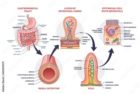 Small Intestine With Scientific Gastrointestinal Tract Structure Outline Diagram Labeled