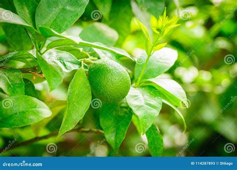 Small Green Citrus Fruit On Tree With Green Leaves In Sunshine Stock