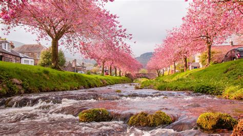 Free Download Sakura Trees Beautiful Landscape Wallpaper Hd Download