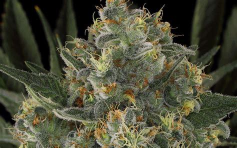 5 Weed Strains That Will Get You Spooked · High Times