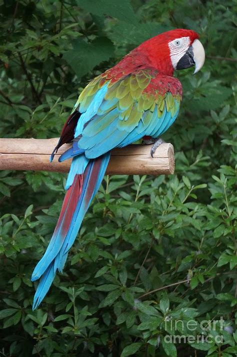 Red Green And Blue Parrot Photograph By Maxine Billings Fine Art America