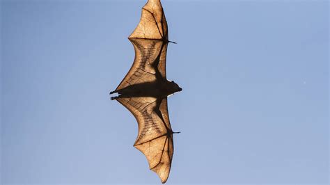 Tamworth Flying Fox Population Swells To 100000 The Northern Daily