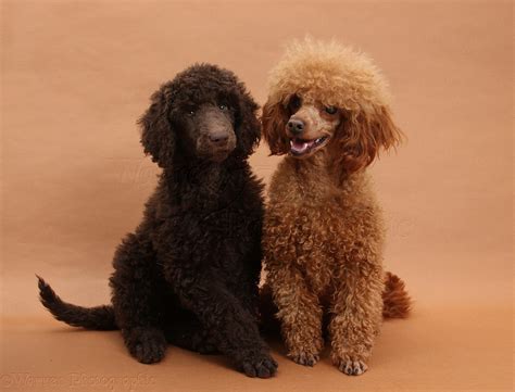Dogs Standard Poodle Pup With Adult Toy Poodle Photo Wp21415
