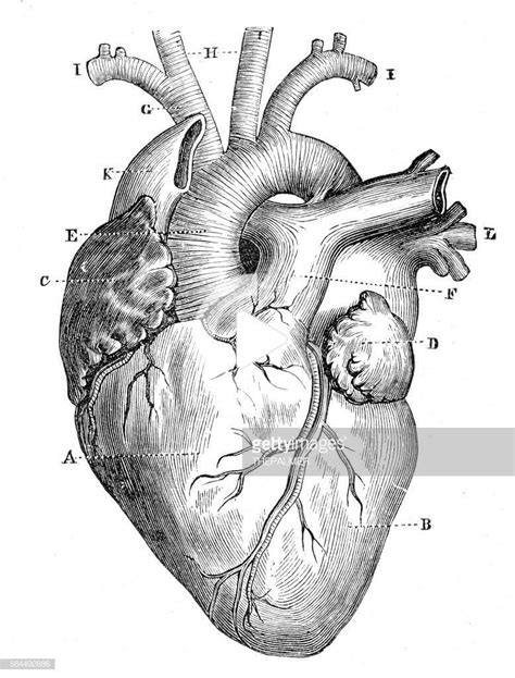 Stock Illustration Human Heart Anatomy 1888 Heart Anatomy Drawing