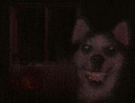 Creepypasta Smiledog A Imagem Do Cão Tricurioso