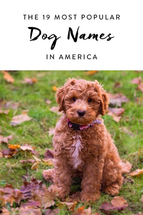 The 19 Most Popular Dog Names In The Country Popular Dog