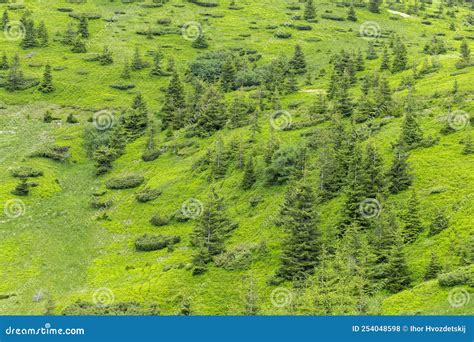 Green Summer Mountain Slopes Overgrown With Young Spruce Forest