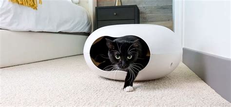 Ingin Pelihara Kucing Tips Agar Tak Pipis Sembarangan Sakti Desain