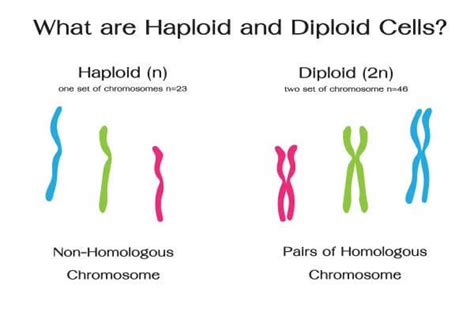 Diploid Cell The Definitive Guide Biology Dictionary