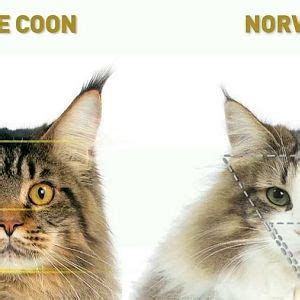 A native of norway, this breed has black and white shorthair cats as ancestors. Maine coon mix? | TheCatSite