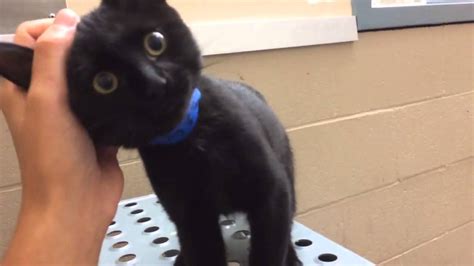 Kitten With Severely Injured Paw Receives Life Saving Amputation By