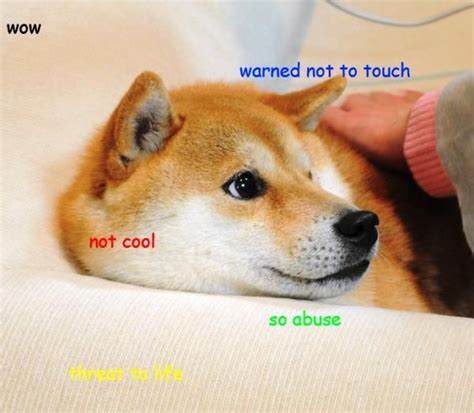 Doge Meme The Best Of Doge Doge Doge Meme Funny Doge Funny Dog Memes