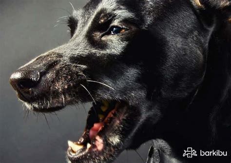 Mar 27, 2020 · rabies is the only vaccine that is required by law in the united states, as it is a fatal disease. How do dogs get rabies? How long can a dog live with ...
