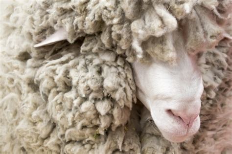 Before And After Sheep Lost For 6 Years Sheared Of 88 Pounds Of Wool