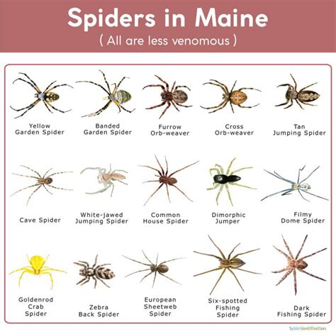 Spiders In Maine List With Pictures