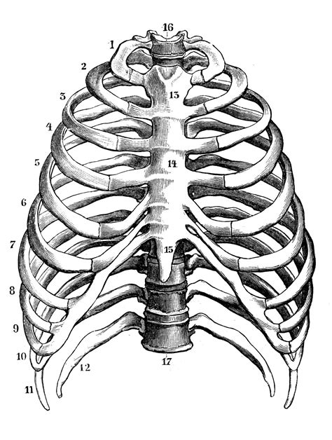 Rib Cage Anatomy Drawing Rib Cage Drawing Inspiration Drawings The Best Porn Website