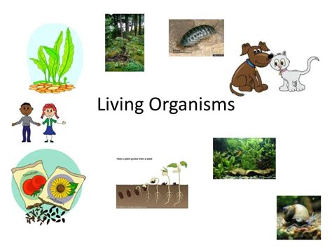 Ppt Living Organisms Powerpoint Presentation Free Download Id2125773