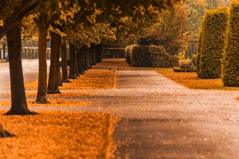 Nature Fall Trees Path Walk Colors Road Colorful Autumn
