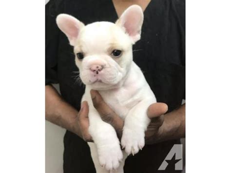 12 Weeks Old Perfect French Bulldog Puppies For Adoption Los Altos