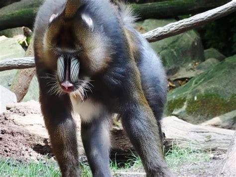 Bronx Zoo New York City No 34 Bronx Zoo Zoo Mandrill