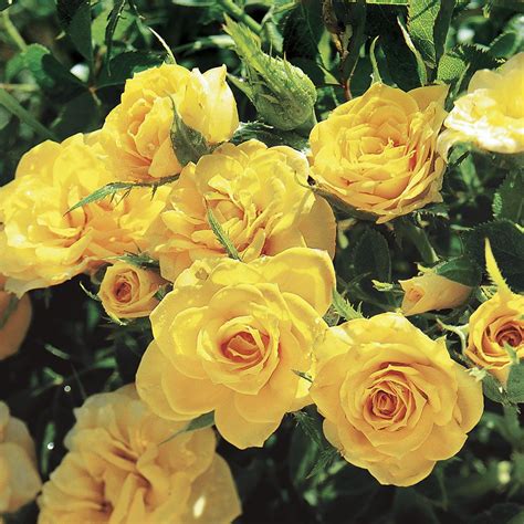 Sun Sprinkles Miniature Rose Yellow Roses Deep Yellow Flowers