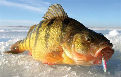 It has become a mainstay among ice anglers, and it is one of the best ice fishing lures for walleye, perch, bass, crappie, and pike. Ice Fishing Report: Perch Fishing Is Very Good on Holter ...
