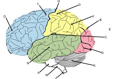 Brain Anatomy Diagram Quiz