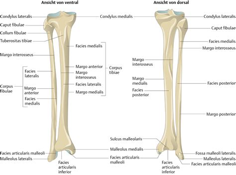 Histologie, entwicklungsgeschichte, makroskopische und mikroskopische anatomie walter kemp, travis brown, thieme test prep for the usmle®: Schienbein (Tibia) und Wadenbein (Fibula) - via medici ...