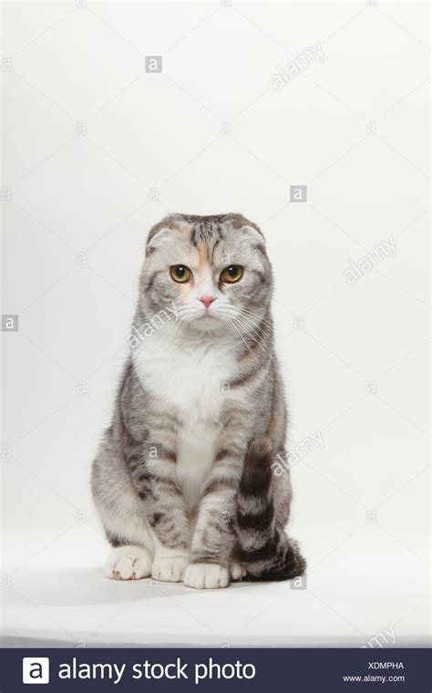 White Scottish Fold High Resolution Stock Photography And Images Alamy