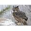 Best Wallpaper Of Long Eared Owl Picture A Bird Snow  ImageBankbiz