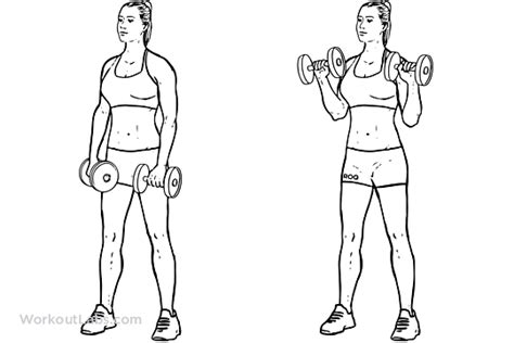 Reverse Curl Illustrated Exercise Guide Workoutlabs