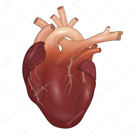 Human Heart Anatomy Isolated On White Background Vector Illustration