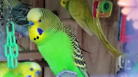 Male Budgieparakeet SingingchirpingwasabiВолнистых попугаев Youtube