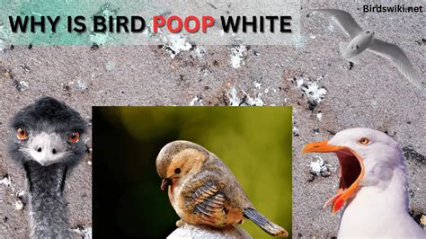 Why Is Bird Poop White Lets Discover The Top Secrets