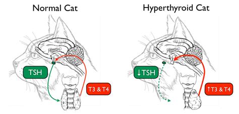 Treatment Options For Hyperthyroidism Cats Veterinary Advice Animal