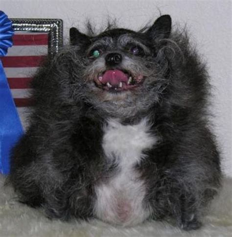 Top Ugliest Dog Around The World Spiritforum