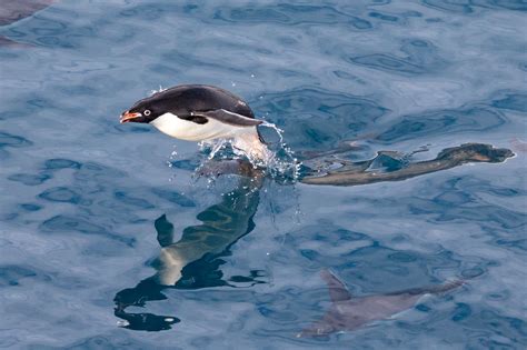 A Proof That The Penguin Is A Bird 1312020 Antarctic Flickr