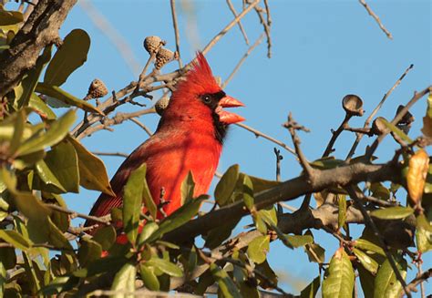 Male Cardinal Singing In Tree Free Stock Photo Public Domain Pictures