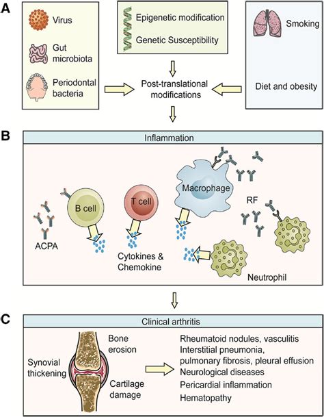 Advances In Experimental Models Of Rheumatoid Arthritis Wang 2023