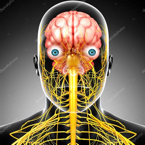 Male Skeleton With Brain And Nervous System Isolated — Stock Photo