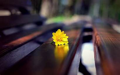 Empty Wallpapers Benches Bench Close Backgrounds Flower
