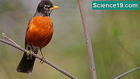 Fatos Sobre O Pássaro Do Estado De Wisconsin Robin Americano 💫 Portal