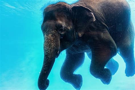Elephant Swimming And Blow The Bubbles Underwater In Thailand